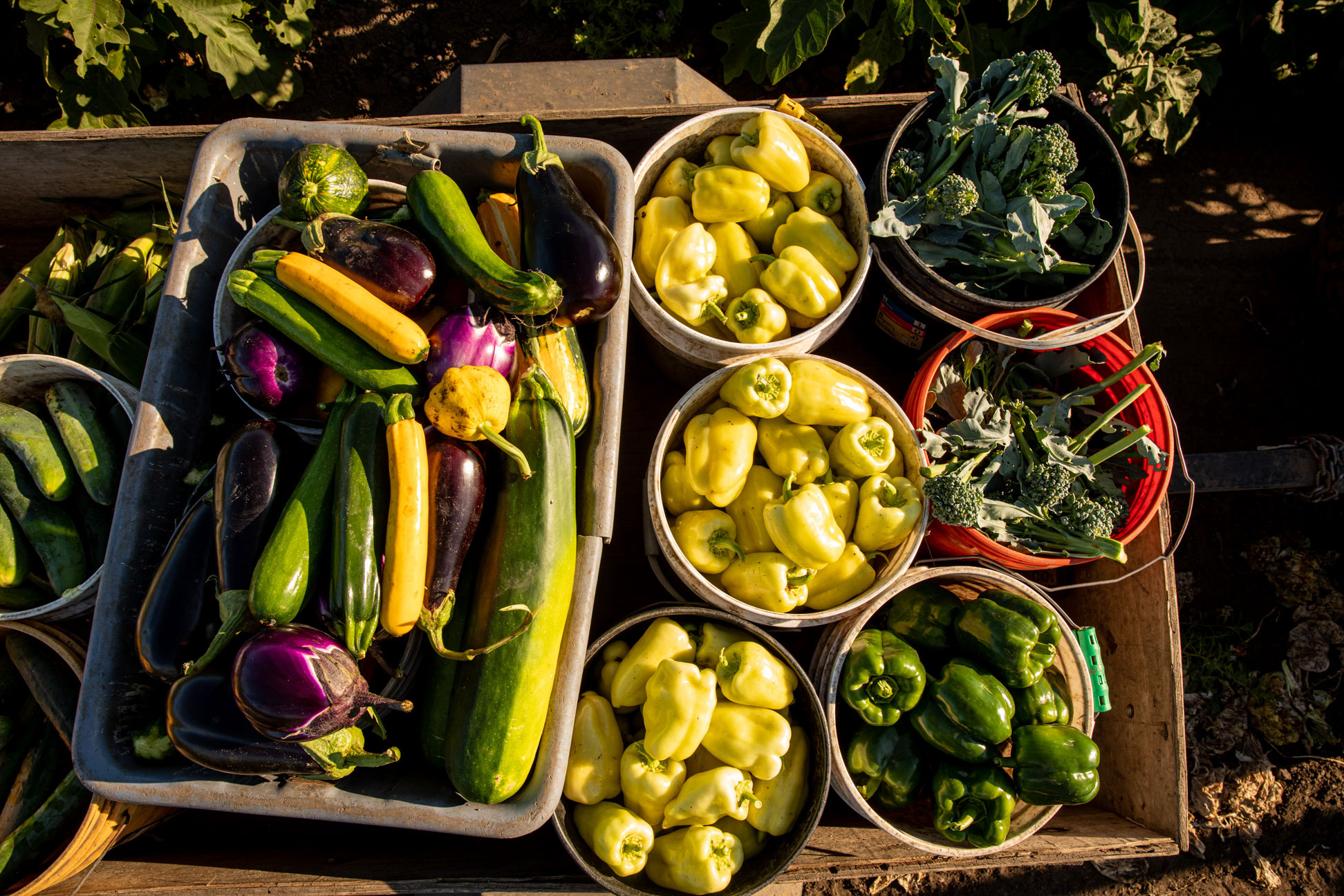 Agriculture-Preparing-and-Growing-two-00007