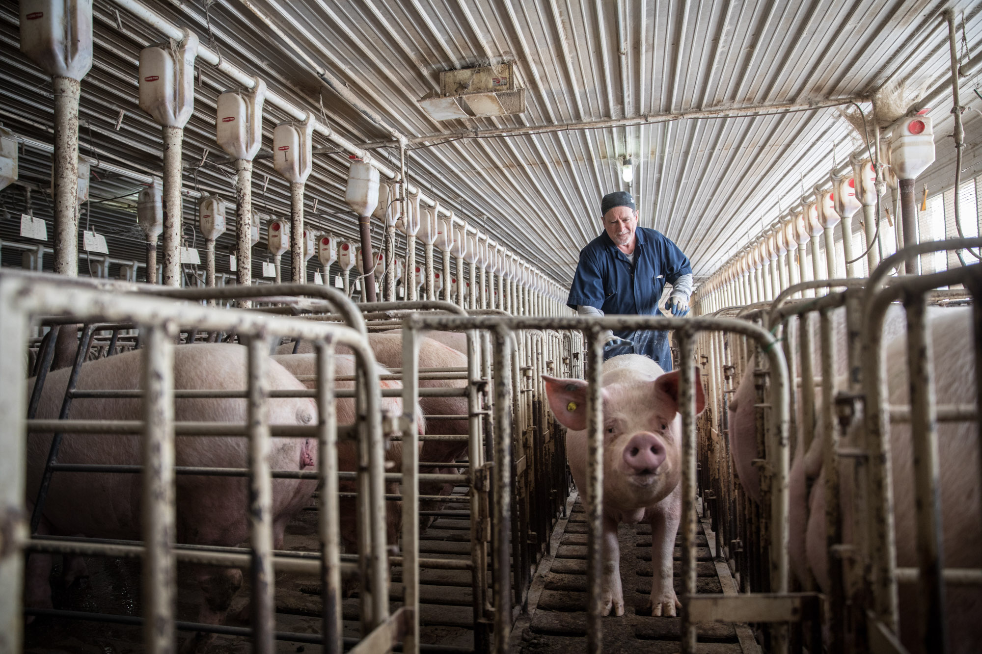 Agriculture-livestock-Farm-Life-00053