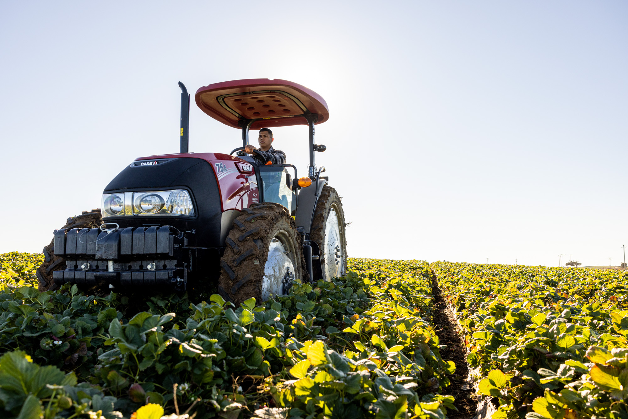 Project-Commssions-Farm-Hall-Cali-Strawberries-00021