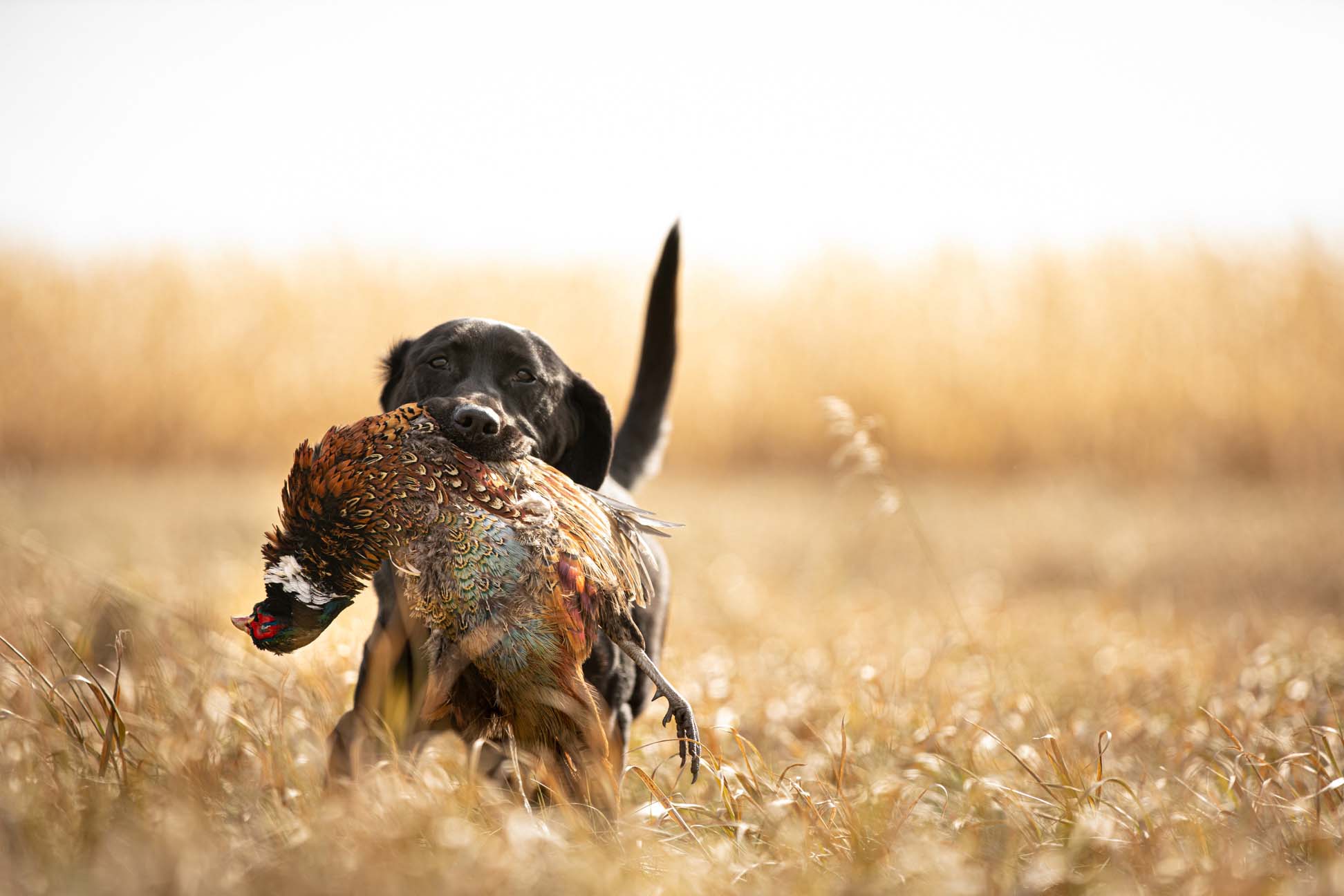 RobbLongPhotography_Americana10